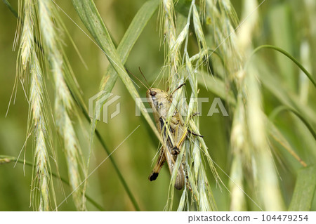 Porcupine grasshopper Porcupine grasshopper 104479254