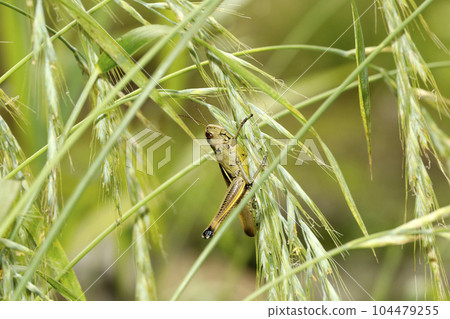 Porcupine grasshopper 104479255