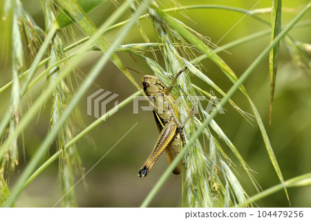Porcupine grasshopper 104479256