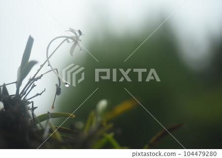 普蘭被雨淋濕 普蘭被雨淋濕 104479280