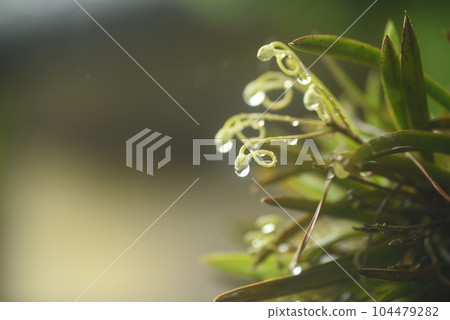 Phulan soaked in the rain Phulan soaked in the rain 104479282