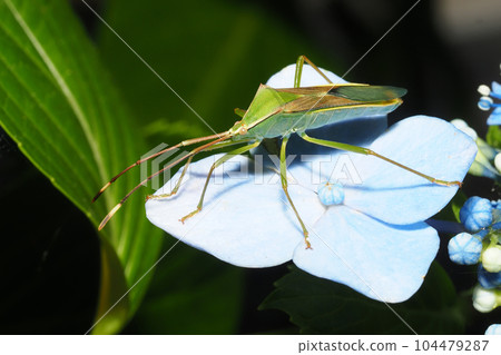 A giant spider bug on a hydrangea flower A giant spider bug on a hydrangea flower 104479287