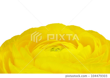 [Ranunculus] (depth synthesis) 104479303