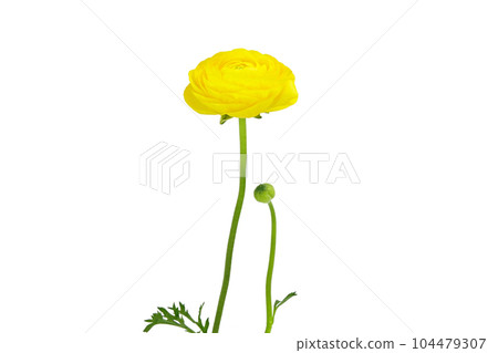 [Ranunculus] (depth synthesis) 104479307