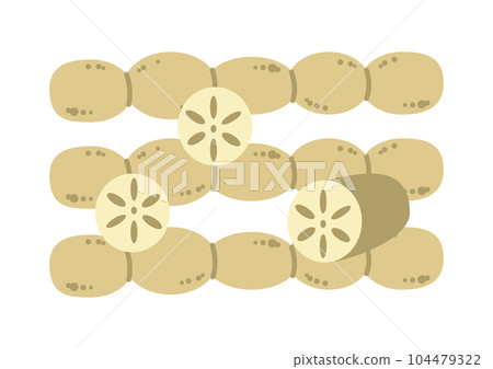 Lotus root illustration Lotus root illustration 104479322