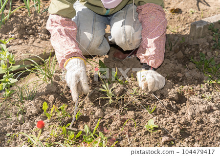 Senior woman weeding with a torsion sickle Gardening 104479417