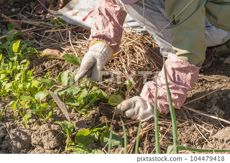 Senior woman weeding with a torsion sickle Gardening 104479418