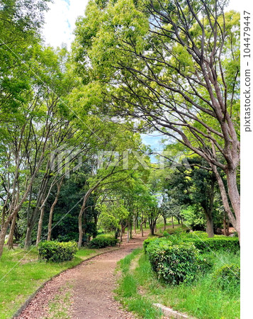 Green tunnel that continues 104479447