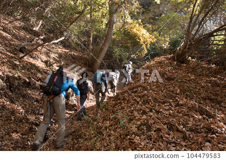 Climbers, autumn leaves and fallen leaves on the route of Mt. Hyakuzoyama in autumn (autumn season) of the 100 Famous Mountains of Yamanashi in Otsuki City, Yamanashi Prefecture 104479583