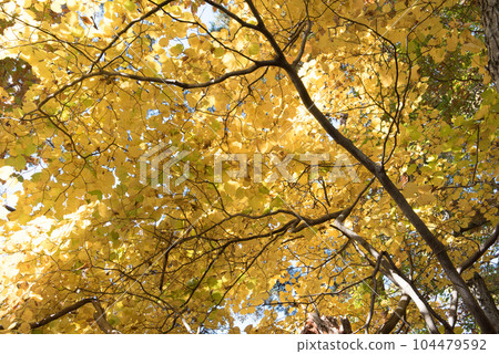 Autumn leaves along the route of Mt. Hyakuzo in Yamanashi 100 Famous Mountains in Otsuki City, Yamanashi Prefecture (autumn season) Autumn leaves along the route of Mt. Hyakuzo in Yamanashi 100 Famous Mountains in Otsuki City, Yamanashi Prefecture (autumn season) 104479592