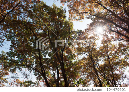 山梨縣大月市山梨百名山秋季（秋季）沿途的樹木、落葉、紅葉和陽光 104479601
