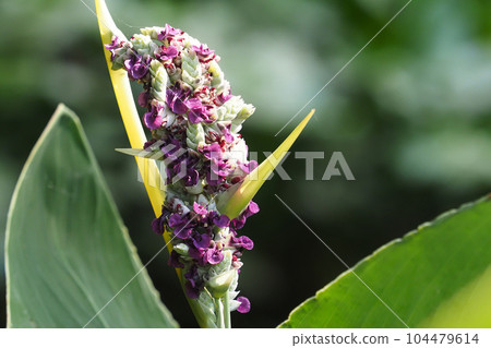 Mizukanna之花 104479614