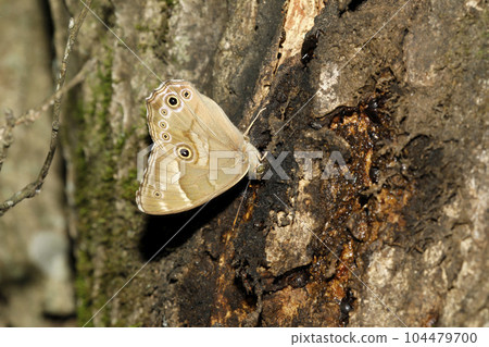 蜥蜴蝴蝶吸汁液 104479700