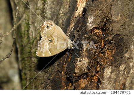 Lizard butterfly sucking sap Lizard butterfly sucking sap 104479701