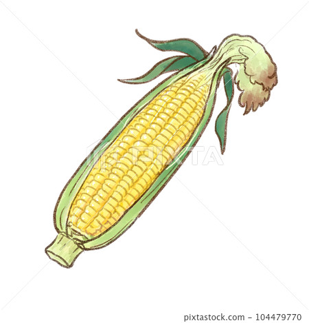 One peeled corn watercolor style (transparent background) One peeled corn watercolor style (transparent background) 104479770