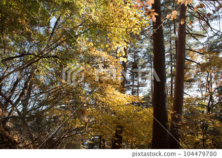 山梨縣大月市山梨名山百選的秋天(秋季)百藏山山頂附近的森林和紅葉 山梨縣大月市山梨名山百選的秋天(秋季)百藏山山頂附近的森林和紅葉 104479780