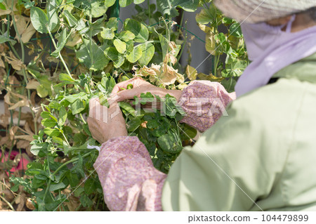 收穫豌豆的高級婦女 收穫豌豆的高級婦女 104479899