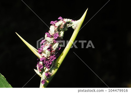 Mizukanna之花 104479916