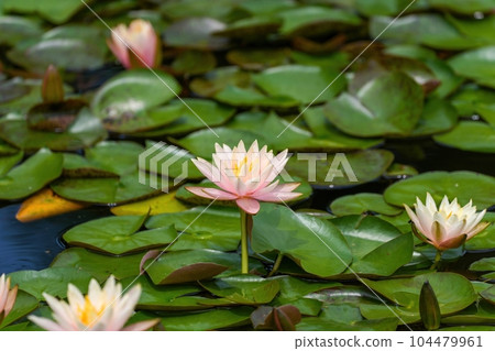 一朵淡粉色的睡蓮花靜靜地盛開 104479961