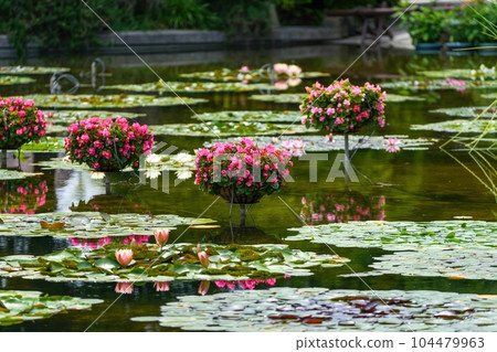 Decoration scene of pink begonia in full bloom 104479963