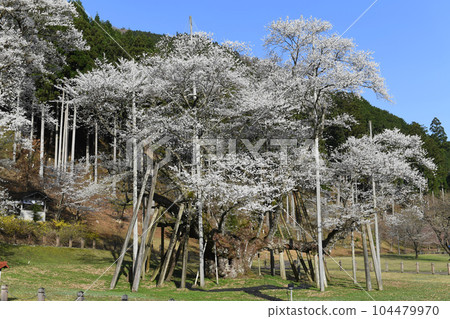 岐阜縣本棲市尼奧薄住櫻 104479970