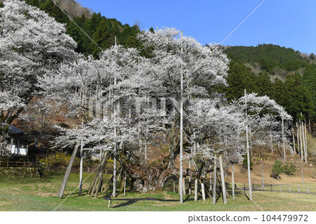 Usuzumizakura, Neo, Motosu City, Gifu Prefecture 104479972