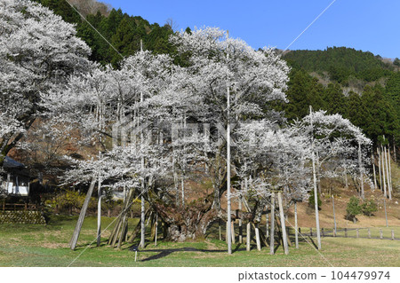岐阜縣本棲市尼奧薄住櫻 岐阜縣本棲市尼奧薄住櫻 104479974