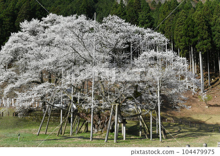 Usuzumizakura, Neo, Motosu City, Gifu Prefecture 104479975