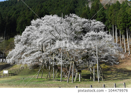 Usuzumizakura, Neo, Motosu City, Gifu Prefecture Usuzumizakura, Neo, Motosu City, Gifu Prefecture 104479976