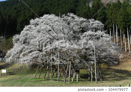 岐阜縣本棲市尼奧薄住櫻 岐阜縣本棲市尼奧薄住櫻 104479977