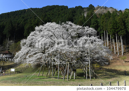 岐阜縣本棲市尼奧薄住櫻 岐阜縣本棲市尼奧薄住櫻 104479978