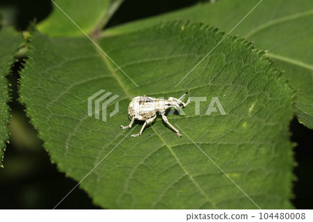 Ladybird lobster weevil Ladybird lobster weevil 104480008