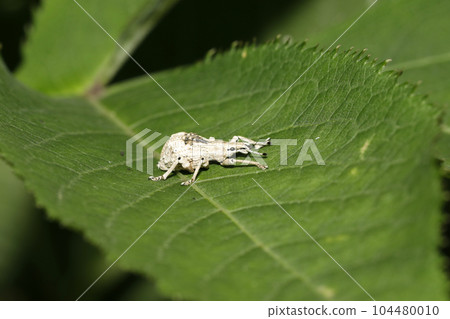 Ladybird lobster weevil 104480010