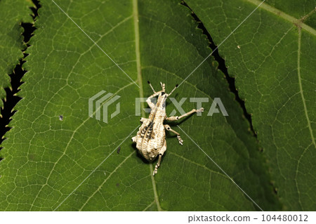 Ladybird lobster weevil 104480012