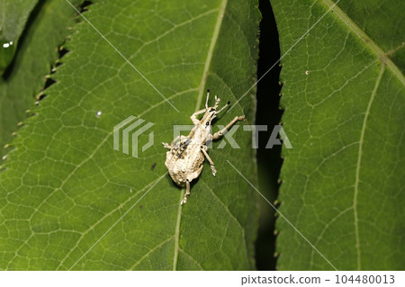 Ladybird lobster weevil 104480013