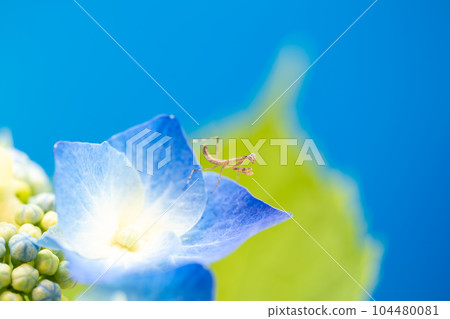 螳螂幼蟲在繡球花葉上等待獵物 104480081