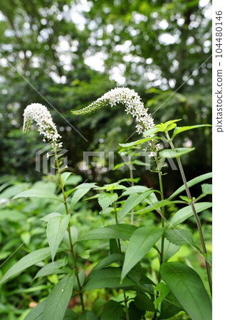 White flowers of Okatrano White flowers of Okatrano 104480146
