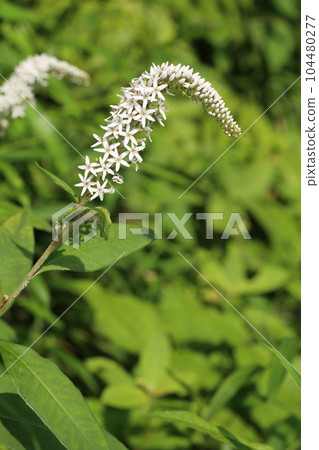 White flowers, Lysimachia clethroid flowers, which bloom quietly under the forest in early summer White flowers, Lysimachia clethroid flowers, which bloom quietly under the forest in early summer 104480277
