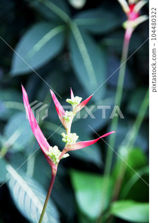 Heliconia · Psittacorum Heliconia · Psittacorum 104480322
