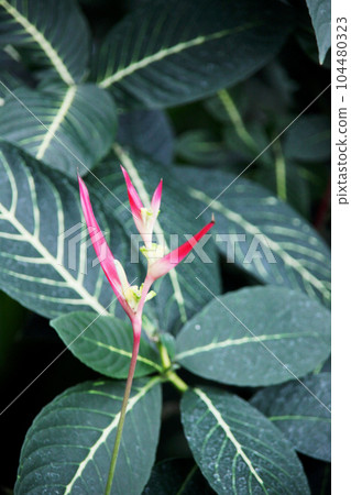 Heliconia·Psittacorum 104480323