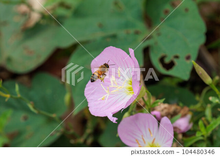 蜜蜂從白晝花中採集花粉 104480346