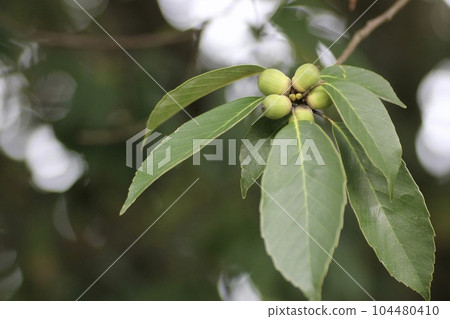 acorn on tree 104480410
