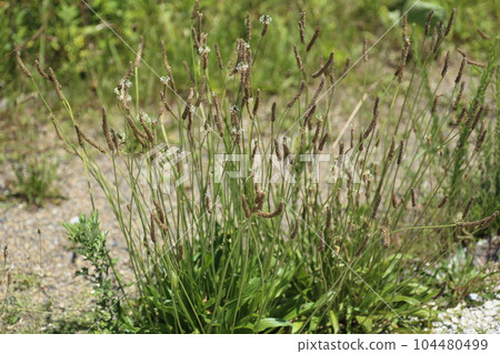 Leaf plantain, a naturalized plant that grows on wastelands and roadsides 104480499