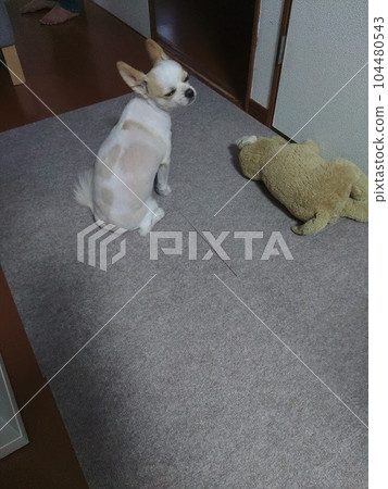 A brazen Chihuahua looking back next to a stuffed animal A brazen Chihuahua looking back next to a stuffed animal 104480543