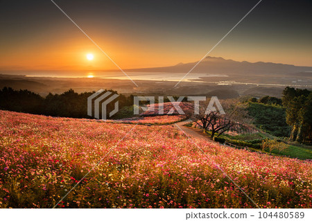 白木峰高原的早晨，大波斯菊盛開 104480589