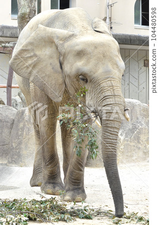 full body of elephant in zoo 104480598