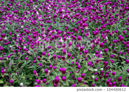 Small pink flower (Crown red) Small pink flower (Crown red) 104480612