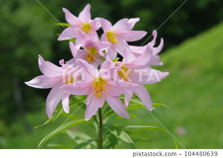 小百合姬 104480639