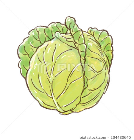 一整顆白菜水彩風格（透明背景） 104480640
