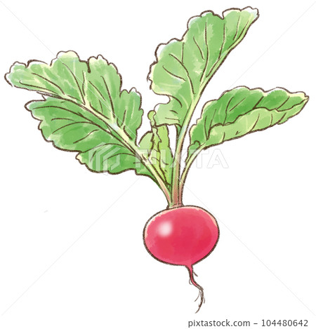 紅蘿蔔葉(蘿蔔)水彩風格(透明背景) 紅蘿蔔葉(蘿蔔)水彩風格(透明背景) 104480642